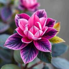 120 Midnight Valentine's Day Camilla Flower Balance Seed Beautiful And Unique Plant Color