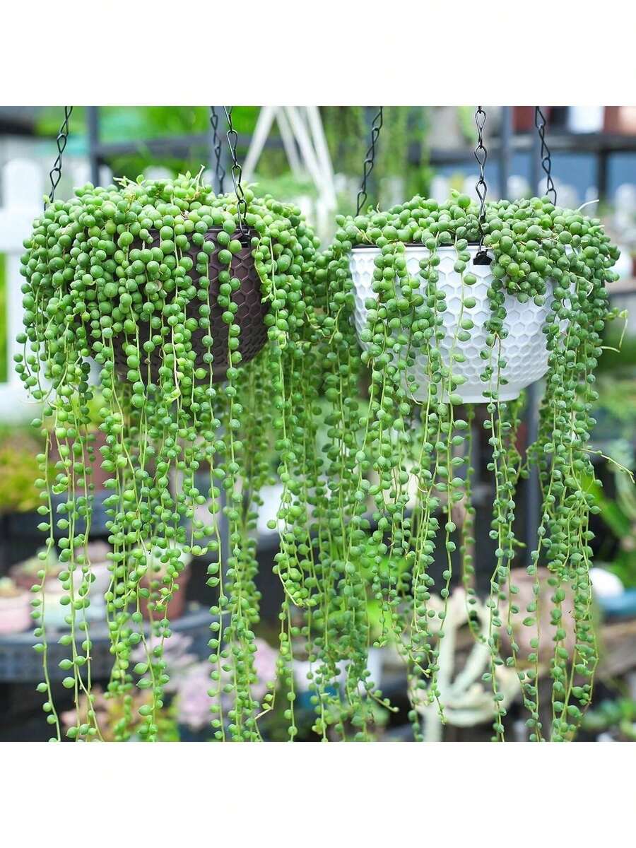 Hot String Of Pearls Small String Of Pearls Succulent Plant Seed Package - 1個 - 查看 1