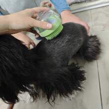 Kit de Lavagem, Corte e Secagem a Sopro para Pet Conjunto de Cuidados de Higiene para Gatos e Cachorros, Pente Desinfetante de Gatos, Pente para Nós, Pente de Agulha, Pente de Fila, Pente para Pulgas, Aparador de Unhas de Pet, Afiador de Unhas, Escova de Banho de Pet, Pente de Pet, Escova Limpadora de Pelos de Pet, Suprimentos Completos para Cachorros