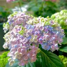 200 Rare Hydrangea Seeds Cold Resistant And Suitable For All Seasons, Ideal For DIY Gardens, Home Gardens, Flower Pots, And Courtyards - An Ideal Gardening Gift - Free Delivery - Local Ready Stock - 200粒種子 - 查看 2