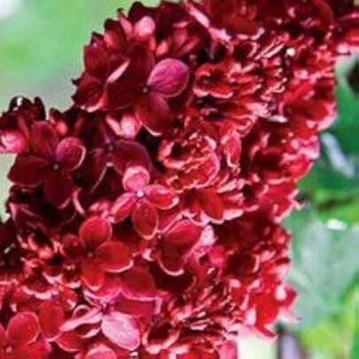 200 Mixed Color Aromatic French Lilacs Purple Seeds Potted Plants