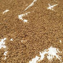 Semillas de arroz 100% natural de cultivo de paddy Oryza sativa de Ceilán - Gris - Ver 6