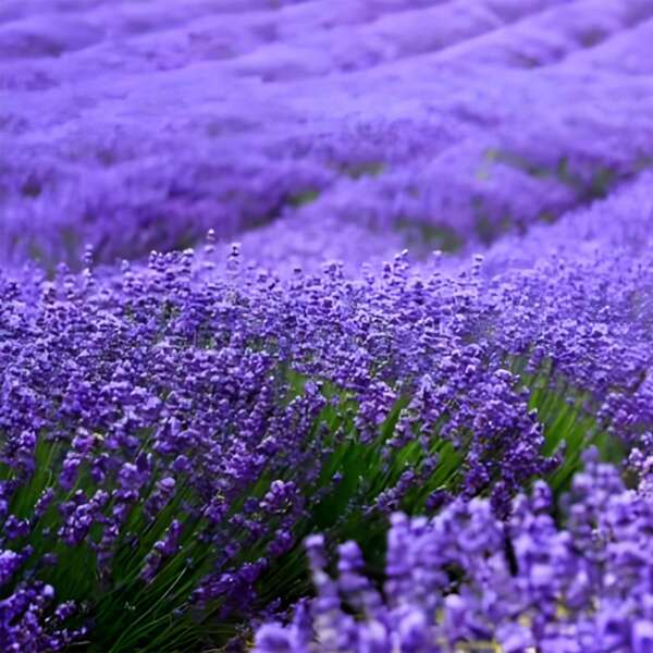 1000 Semi di lavanda perenne sfusi - Organici e non-OGM, semi di erbe per piantare in ambienti interni/esterni, attraggono api e farfalle, alto tasso di germinazione