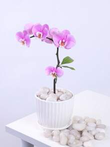 500g/1000g Colorful Decorative Pebbles 2-3cm Suitable For Garden And Home, Multi-Color Stones (White, Black, Yellow, Multicolor), Suitable For Indoor Plants, Vases, Outdoor Planters, Aquariums, Fish Tanks And Holiday Decorations, Ideal For Patios, Balconies, Yards And Gardens As Paving Stones, Suitable For Decoration In National Day, Valentine's Day, Children's Day, Mother's Day, Halloween, Christmas, Independence Day, Music Festivals, Beer Festivals