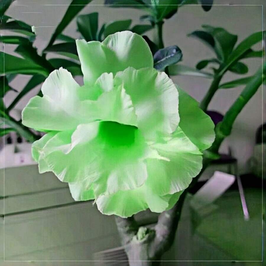 Rose Du Désert Adenium Obesum - Plante Vivace Succulente Facile à Cultiver - Rhizomes Pour Jardin, Balcon Ou Intérieur