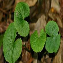 1000 Gotu Kola Seeds,  Pennywort Seeds, Centella Asiatica Seeds, - Xám - Xem 3