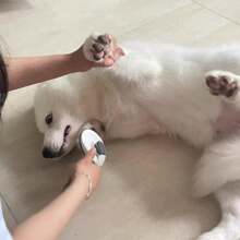 Kit de Lavagem, Corte e Secagem a Sopro para Pet Conjunto de Cuidados de Higiene para Gatos e Cachorros, Pente Desinfetante de Gatos, Pente para Nós, Pente de Agulha, Pente de Fila, Pente para Pulgas, Aparador de Unhas de Pet, Afiador de Unhas, Escova de Banho de Pet, Pente de Pet, Escova Limpadora de Pelos de Pet, Suprimentos Completos para Cachorros