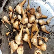 Saffron Crocus Seeds – Grow Your Own Golden Spice!Heirloom Crocus Sativus Bulbs, Fragrant Purple Blooms, Easy Home Garden Herb - Grey - View 4