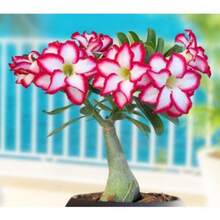 100 Seeds Pink Color Versatile Desert Rose Seeds Adenium Obesum Flower Beautiful Flower Eye-Catching Landscaping Plant Gardening Home Gardening