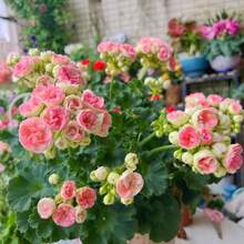 Semillas de rosas mixtas de múltiples cabezas, decoración de jardín plantada, adecuadas para amantes de las plantas como regalo de la naturaleza. - 100 piezas/semilla - Ver 2