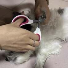 Kit de Lavagem, Corte e Secagem a Sopro para Pet Conjunto de Cuidados de Higiene para Gatos e Cachorros, Pente Desinfetante de Gatos, Pente para Nós, Pente de Agulha, Pente de Fila, Pente para Pulgas, Aparador de Unhas de Pet, Afiador de Unhas, Escova de Banho de Pet, Pente de Pet, Escova Limpadora de Pelos de Pet, Suprimentos Completos para Cachorros