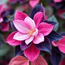 120 Midnight Valentine's Day Camilla Flower Balance Seed Beautiful And Unique Plant Color