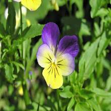 250 JOHNNY JUMP UP Helen Mount Violet Viola Tricolor Flower Seeds - Grey - View 3