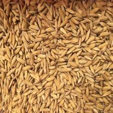 Semillas de arroz 100% natural de cultivo de paddy Oryza sativa de Ceilán - Gris - Ver 8