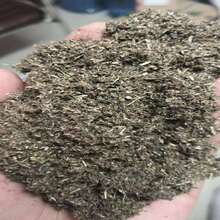 Citronella Seeds Mozzie Buster Mosquito Repellent Plant 50 Seeds (No Tracking#) - Grey - View 5