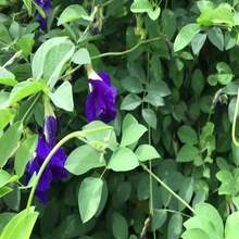 Thai Butterfly Pea Seeds - Organic Blue Flower Vine Seeds For Tea And Food Coloring - Grey - View 3