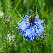 Nigella Sativa Seeds - Black Cumin - Black Cumin - Versatile And Interesting Plant - Use In Cooking - Grey - View 2