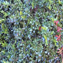 20 semillas de Mirto Verdadero (Myrtus Communis), también conocido como Mirto Común y Dulce, con flores blancas fragantes y frutos comestibles de bayas azules, arbusto - Gris - Ver 4