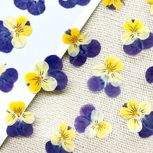 Un set de 100 de flori uscate, flori presate, flori de conservare pentru pachet de parfumuri DIY, recuzită foto pentru machiaj, umpluturi de rășină pentru unghii, semne de carte creative DIY, rame foto, confecționare de lumânări pentru aromaterapie, confecționare de săpun, huse de telefon, decor cu oglinzi etc. Decor creativ DIY pentru casă, cadouri de Ziua Îndrăgostiților, cadouri pentru petreceri, cadouri de ziua de naștere, cadouri de Anul Nou, cadouri de Crăciun. Flori uscate naturale. - Multicolor - Vizualizare 4