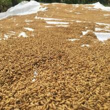 Semillas de arroz 100% natural de cultivo de paddy Oryza sativa de Ceilán - Gris - Ver 4