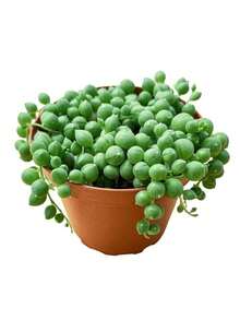 Hot String Of Pearls Small String Of Pearls Succulent Plant Seed Package - 1個 - 查看 7