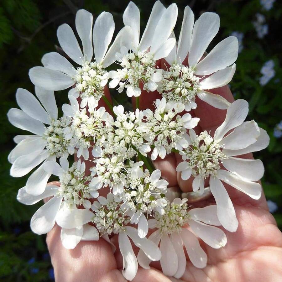 Orlaya Grandiflora White - 25 Seeds -Minoan Lace, White Lace - Ammi Majus - Grey - View 1