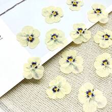 Un set de 100 de flori uscate, flori presate, flori de conservare pentru pachet de parfumuri DIY, recuzită foto pentru machiaj, umpluturi de rășină pentru unghii, semne de carte creative DIY, rame foto, confecționare de lumânări pentru aromaterapie, confecționare de săpun, huse de telefon, decor cu oglinzi etc. Decor creativ DIY pentru casă, cadouri de Ziua Îndrăgostiților, cadouri pentru petreceri, cadouri de ziua de naștere, cadouri de Anul Nou, cadouri de Crăciun. Flori uscate naturale. - Multicolor - Vizualizare 10