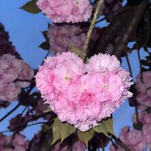 200 Rare Hydrangea Seeds Cold Resistant And Suitable For All Seasons, Ideal For DIY Gardens, Home Gardens, Flower Pots, And Courtyards - An Ideal Gardening Gift - Free Delivery - Local Ready Stock - 200粒種子 - 查看 1