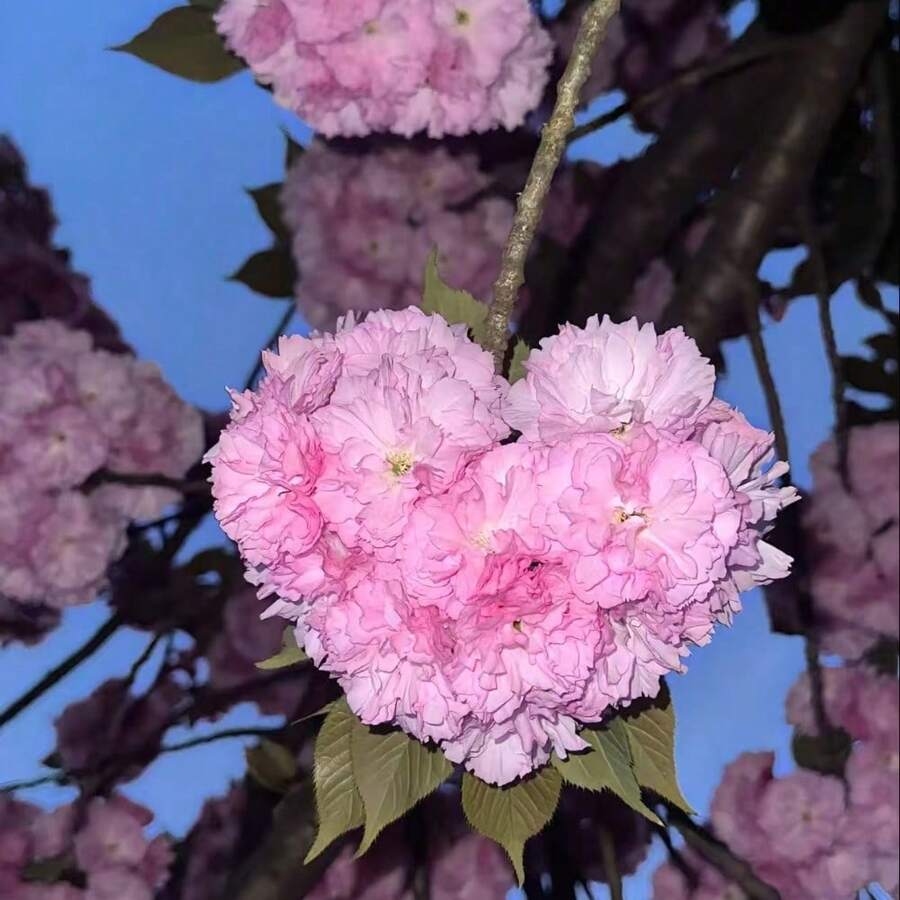 200 Rare Hydrangea Seeds Cold Resistant And Suitable For All Seasons, Ideal For DIY Gardens, Home Gardens, Flower Pots, And Courtyards - An Ideal Gardening Gift - Free Delivery - Local Ready Stock - 200粒種子 - 查看 1