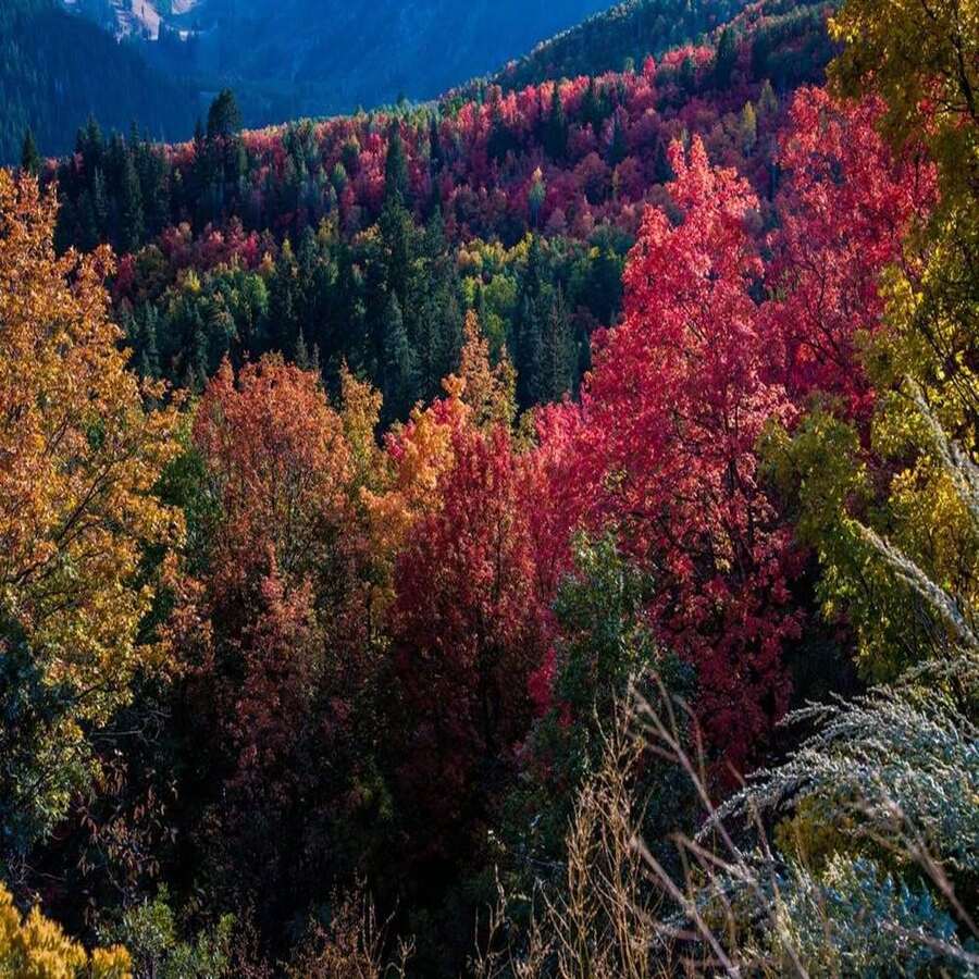 Bigtooth Maple  Grandidentatum Maple Tree Organic Hand Collected Seeds 10 Seeds - Brown - View 1