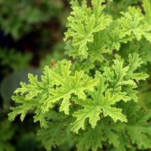 Citronella Plant Seeds, For Outdoor Planting, 1000 Seeds - 香茅植物種子 1 - 查看 3