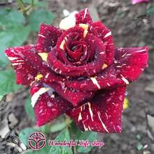 [1 Rare Meteor Shower Rose]Rose Plant, Suitable For Indoor And Outdoor Planting, 8-12 Inches Tall, Fragrant Rose Flowers, Developed Root System (Brown And Yellow Rose Plants) Suitable For Courtyard/Garden/Balcony/Potted Planting, A Perfect Gift For Green Plant Lovers - 1 Rare Meteor Shower Rose - View 4
