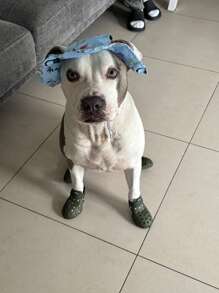 Scarpette per cani da pavimento caldo - Scarpette per cani di taglia piccola, media e grande, protettori per le zampe, facili da indossare e togliere, antisdrucciolo, facili da pulire, adatte per spiaggia e neve, anti-ustione estiva, scarpe in rete traspiranti