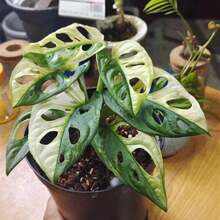 The Quantity Is Not Much, Please Place An Order As Soon As Possible White Jin Xiandong Turtle Back Bamboo Brocade Seeds - 100粒種子 - 查看 4