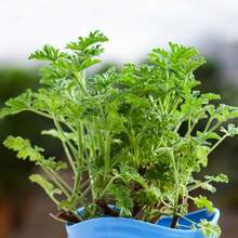 Citronella Plant Seeds, For Outdoor Planting, 1000 Seeds - 香茅植物種子 1 - 查看 1