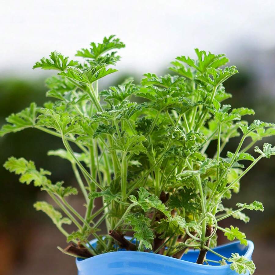 Citronella Plant Seeds, For Outdoor Planting, 1000 Seeds - 香茅植物種子 1 - 查看 1
