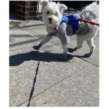 Hot Pavement Dog Shoes - Suitable For Small, Medium And Large Dogs, Dog Boots Paw Protectors, Easy To Wear And Take Off, Anti-Slip, Waterproof, Easy To Clean Beach And Snow Dog Boots For Hot Summer Pavement