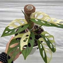 The Quantity Is Not Much, Please Place An Order As Soon As Possible White Jin Xiandong Turtle Back Bamboo Brocade Seeds - 100粒種子 - 查看 3