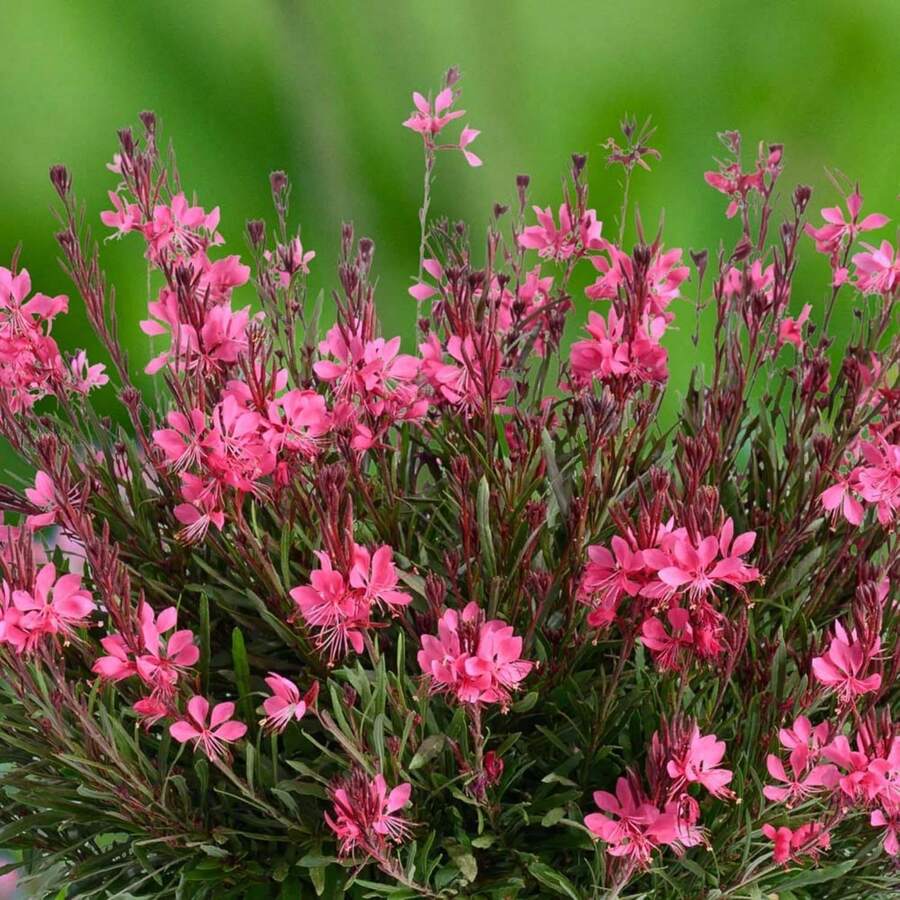 Snapdragon Grass Is Used To Grow Perennial Flowers With A Long Blooming Period, Which Is Very Attractive. - 100 件/s.e.e.ds - 查看 1