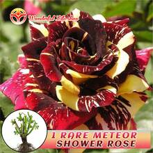 [1 Rare Meteor Shower Rose]Rose Plant, Suitable For Indoor And Outdoor Planting, 8-12 Inches Tall, Fragrant Rose Flowers, Developed Root System (Brown And Yellow Rose Plants) Suitable For Courtyard/Garden/Balcony/Potted Planting, A Perfect Gift For Green Plant Lovers - 1 Rare Meteor Shower Rose - View 10