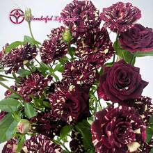 [1 Rare Meteor Shower Rose]Rose Plant, Suitable For Indoor And Outdoor Planting, 8-12 Inches Tall, Fragrant Rose Flowers, Developed Root System (Brown And Yellow Rose Plants) Suitable For Courtyard/Garden/Balcony/Potted Planting, A Perfect Gift For Green Plant Lovers - 1 Rare Meteor Shower Rose - View 8