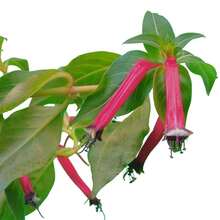 10 ROSE  PLANT Mexican Firecracker Cuphea Ignea Coan Pink Yellow Hummingbird Flower Seeds - Grey - View 2