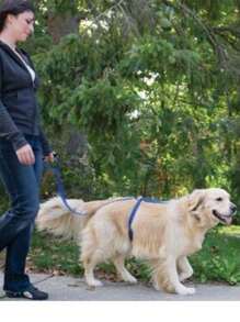 1 pieza Correa elástica reflectante retráctil para mascotas con cinturón para ir en el coche, cinturón de para asiento de coche de mascota, cuerda de tracción de coche para mascotas, artículos para mascotas en , correa retráctil para perros, correa a prueba de explosiones para perros