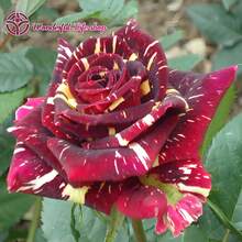 [1 Rare Meteor Shower Rose]Rose Plant, Suitable For Indoor And Outdoor Planting, 8-12 Inches Tall, Fragrant Rose Flowers, Developed Root System (Brown And Yellow Rose Plants) Suitable For Courtyard/Garden/Balcony/Potted Planting, A Perfect Gift For Green Plant Lovers - 1 Rare Meteor Shower Rose - View 1