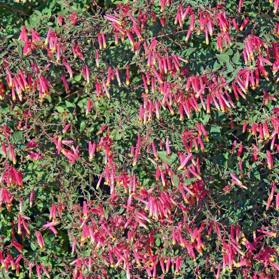 10 ROSE  PLANT Mexican Firecracker Cuphea Ignea Coan Pink Yellow Hummingbird Flower Seeds - Grey - View 1