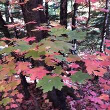 Bigtooth Maple  Grandidentatum Maple Tree Organic Hand Collected Seeds 10 Seeds - Brown - View 10