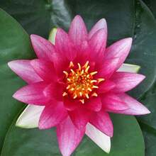 Aquatic Hardy Watercress Seeds Pre-Planted, Hardy Watercress Lotus Seeds For Your Pond Or Garden - 10pcs - 查看 2