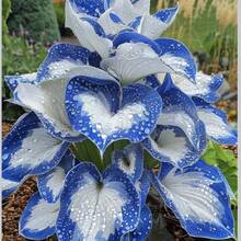 Orchid Indoor Seeds 100 Pieces C.A.La.Diu.M Hos.T.A Seeds Bonsai Seeds Flower Plants Growing Plant Garden House Tree