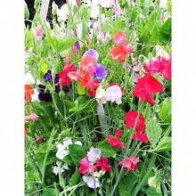 40 Perennial Sweet Peas Seeds Mix Known As Everlasting Pea Vine - 1 - View 2