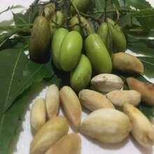 Neem Seeds 100% Natural Organically Home Grown Azadirachta Indica Herbal Margosa  Lilac Seeds - Grey - View 5